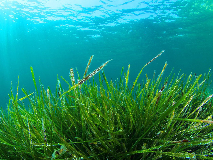 Tìm hiểu thành phần dinh dưỡng có trong Tảo Xoắn Spirulina Nhật Bản