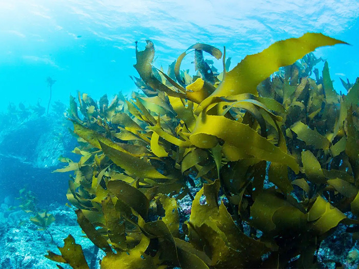 Nên Uống Tảo Biển Hay Uống Collagen? Loại Nào Tốt?