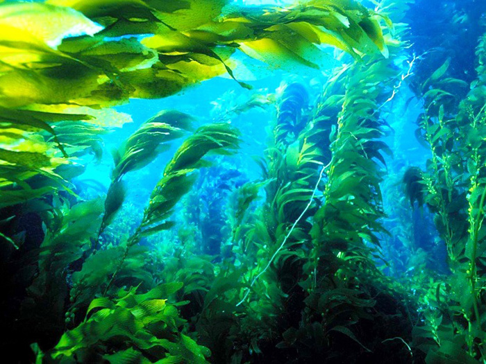 Hỏi đáp: Tại Sao Uống Tảo Phải Uống Nhiều Nước?