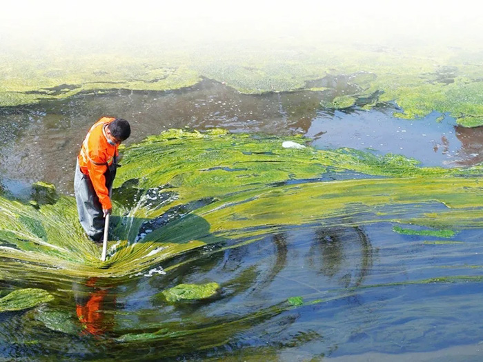 Tảo mặt trời là gì? Tất cả thông tin về tảo mặt trời có tại đây.