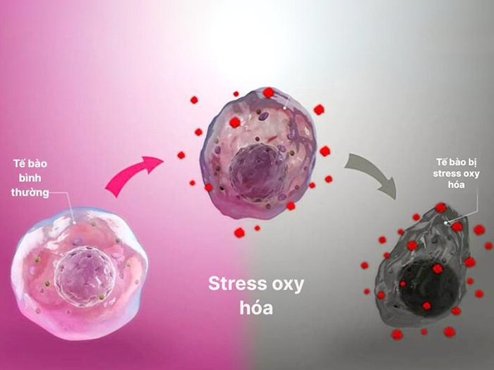 Chất chống oxy hoá là gì? Tác dụng và những cách bổ sung chúng vào cơ thể