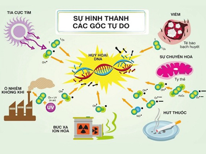 Chất chống oxy hoá là gì? Tác dụng và những cách bổ sung chúng vào cơ thể