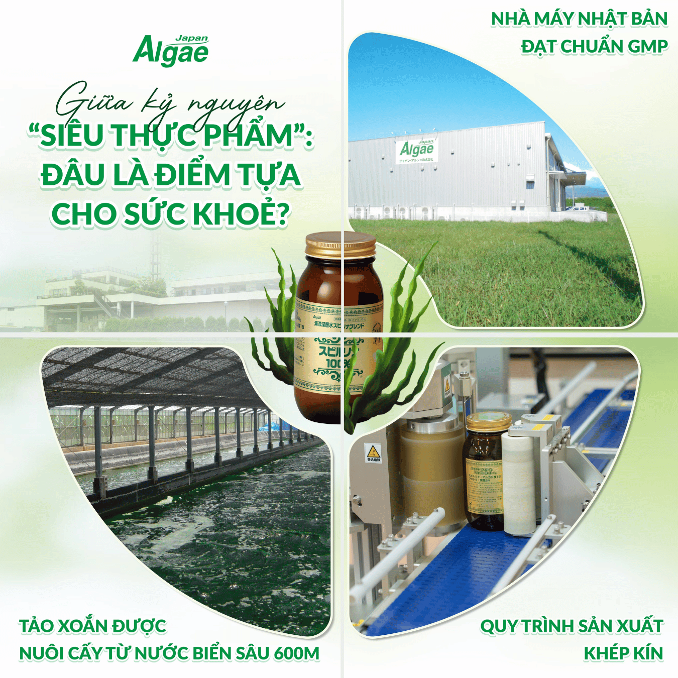Quy trình sản xuất và nuôi cấy Tảo Xoắn theo tiêu chuẩn Nhật Bản