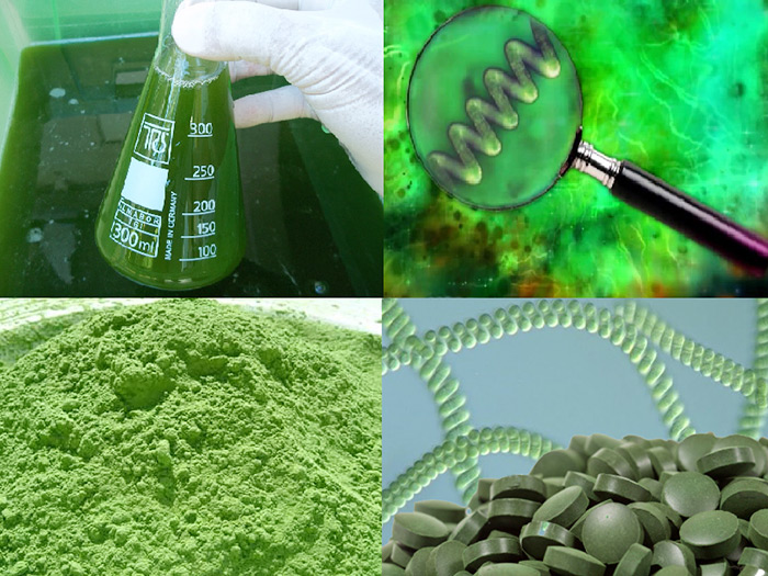 Phycocyanin nằm ở đâu trong tảo xoắn Spirulina?