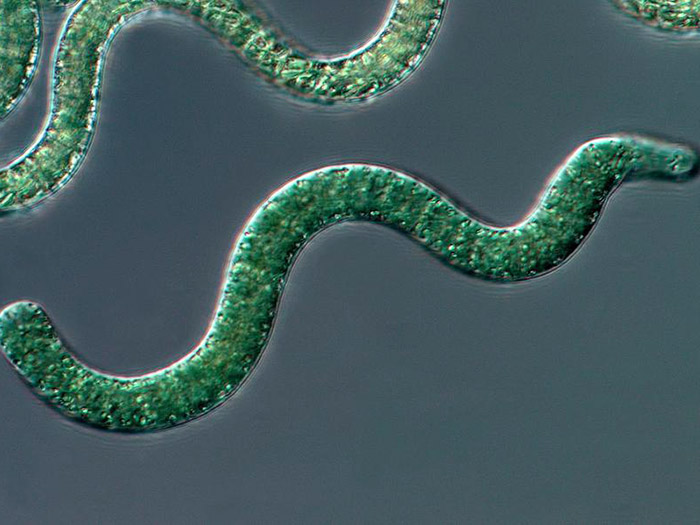 Spirulina – Arthrospira – Limnospira: Vì sao có nhiều tên gọi?