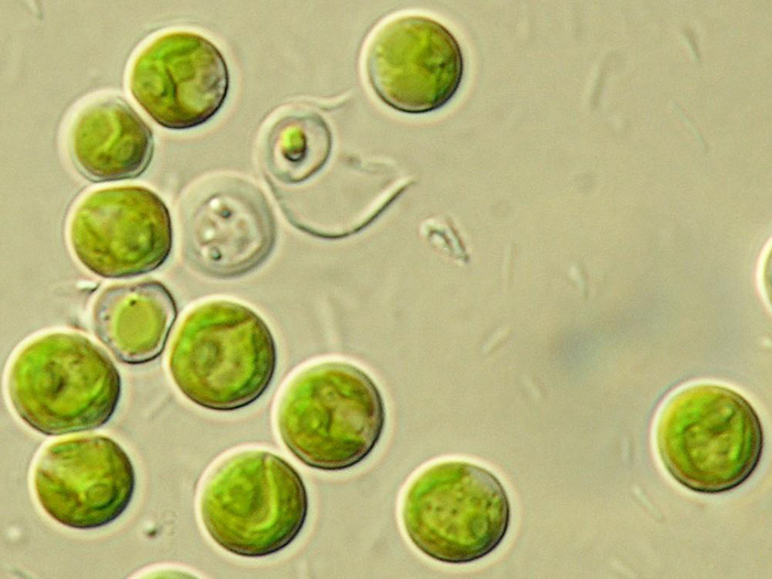 Hình tham khảo về tế bào đơn bào tảo Chlorella
